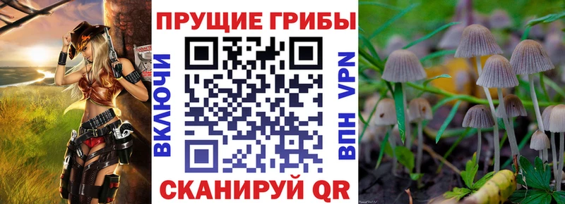 Псилоцибиновые грибы Cubensis  Константиновск 